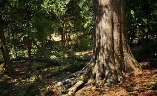 Unreal Engine 5 Tech Demo Showcases Next-Gen Forest Walks