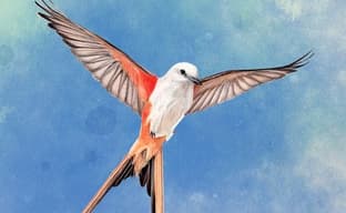 Wingspan, the Card Strategy Game for Ornithology Fans, Will Be Released on PlayStation Consoles