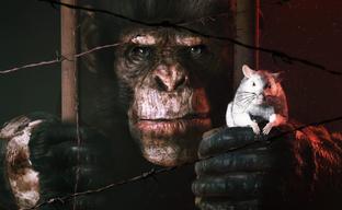 Авторы Stasis анонсировали хоррор про сверхумного шимпанзе Animal Use Protocol