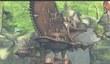 Трейлер Final Fantasy XIV