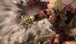 Asura's Wrath для PS3 и Xbox 360