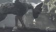 Разработка The Last Guardian медленно продвигается