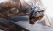 Paul W.S. Anderson планирует снять фильм по игре Monster Hunter
