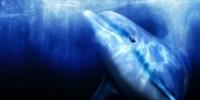 Серия Ecco the Dolphin может получить новую часть