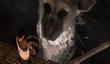 Sony утверждает, что с The Last Guardian все в порядке
