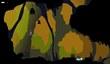Анонс forma.8