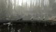 The Forest в Steam Early Acces с 22 мая