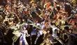 Dynasty Warriors Online для РС и PS3