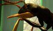 Конфликт среди разработчиков Ant Simulator, касательно нецелевого использования средств пользователей