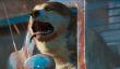 Хакеры взломали Far Cry: New Dawn