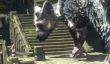 Представитель Sony считает, что The Last Guardian оправдает все ожидания