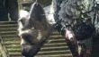 Почему Sony не показывала The Last Guardian на последней пресс-конференции