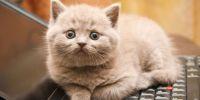 Не подпускайте котов к Elite Dangerous