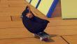Epic Games не хочет выпускать игру SkateBIRD в своём магазине, поскольку создатели не отказываются от Steam