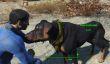 Мод для Fallout 4 позволяет погладить любую собаку в игре