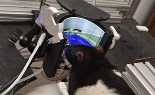 Real Rats Taught to Play Shooter - They Can Shoot Demons in DOOM