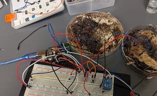 Mushrooms Instead of RAM: Biologists Create Organic Memristors from Button Mushrooms and Shiitake