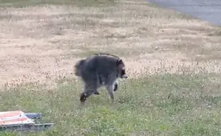 Blizzard promised to add mutant raccoon Jimothy to World of Warcraft