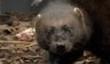 Wolverine at Edinburgh Zoo renamed Logan