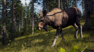 Way of the Hunter бросает вызов запрещённой в России theHunter Call of the Wild