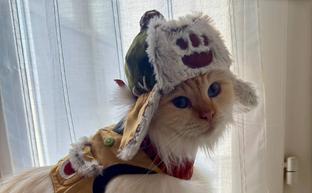 Замурррчательный союзник: кошка показала косплей Палико из Monster Hunter Wilds