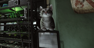 Моддер Escape from Tarkov добавил мяукающего кота, которого можно погладить