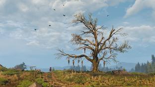 «Дуб Геральт» из The Witcher 3 хотят сделать памятником природы в Варшаве. Создана петиция