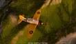 Трейлер World of Warplanes