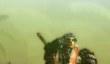 Трейлер Monster Hunter 4