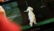 PlayStation Vita Pets в продаже