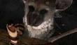 The Last Guardian: сравнение демо-версий с Е3 2015 и Е3 2016