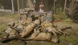 Игроки в Red Dead Online зарабатывают на клонировании пум